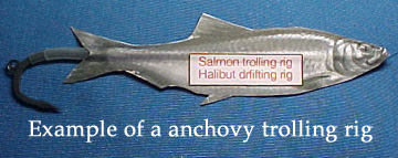 Anchovy trolling rig.