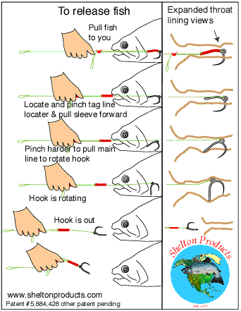 Picture of Shelton self releasing hook and how the Shelton release works.