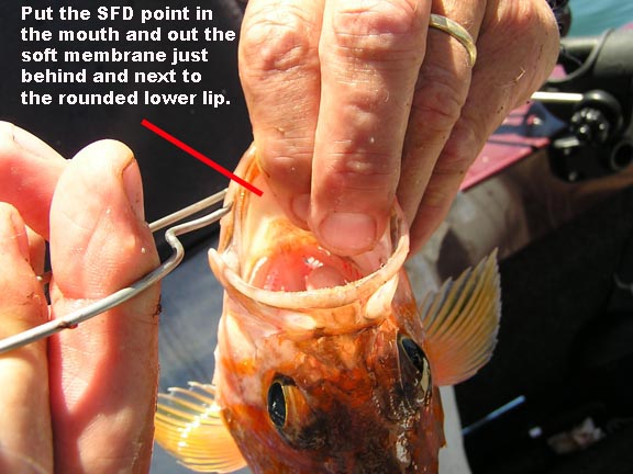  Shelton SFD Fish Descender - SFD : Fishing Terminal