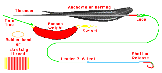 Picture of a typical salmon mooching rig being rigged with anchovie.