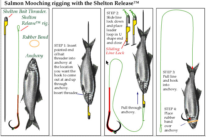 Picture of a how to rig an anchovy for salmon mooching